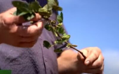 Clima distintos e resultados preocupantes no Sul