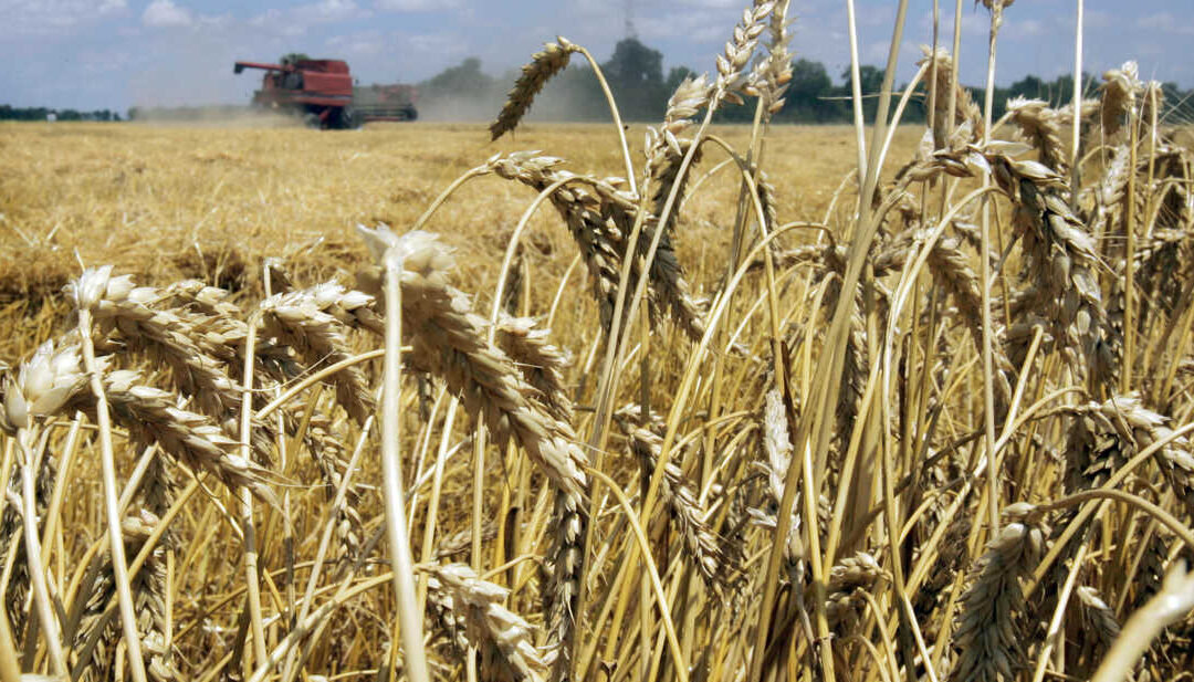 CTNBio aprova cultivo e comércio de trigo transgênico