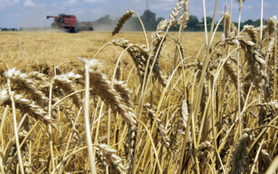 CTNBio aprova cultivo e comércio de trigo transgênico