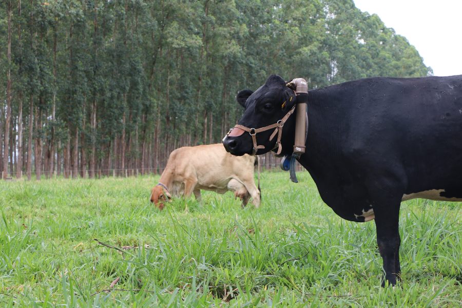 Pesquisa começa a medir a emissão de metano por bovinos em MT