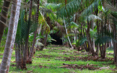 Açaizeiros de terra firme gerados pela pesquisa cresce 675% no Brasil