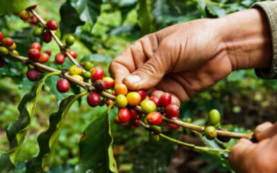 Café: cotações do Arábica e do Robusta oscilam no Brasil