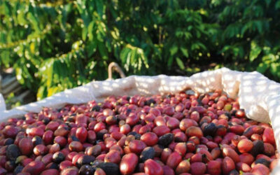 CAFÉ: colheita deve ser com chuvas; veja as previsões para Abril