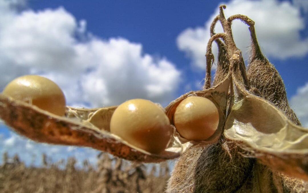 Colheita de soja do Brasil atinge 70% da área total