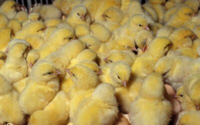Argentina suspende exportação de aves por Influenza Aviária