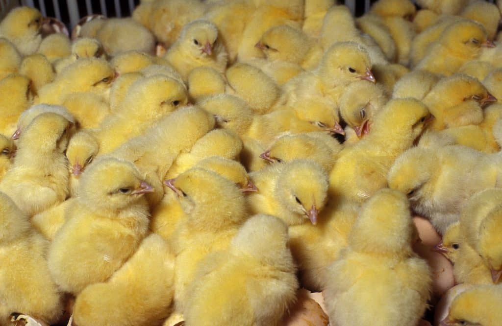 Argentina suspende exportação de aves por Influenza Aviária