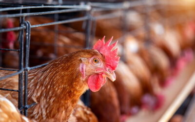 Ministério da Agricultura suspende realização de eventos com aves