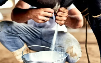 Brasil aumenta importações do leite e preço pago ao produtor cai