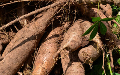 Exportações de amidos de mandioca crescem e ampliam espaço no mercado externo