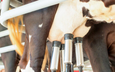 LEITE: Preço ao produtor sobe em fevereiro, segundo Cepea