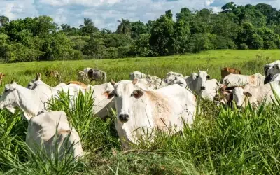 Embrapa propõe nova forma de medir a sustentabilidade 