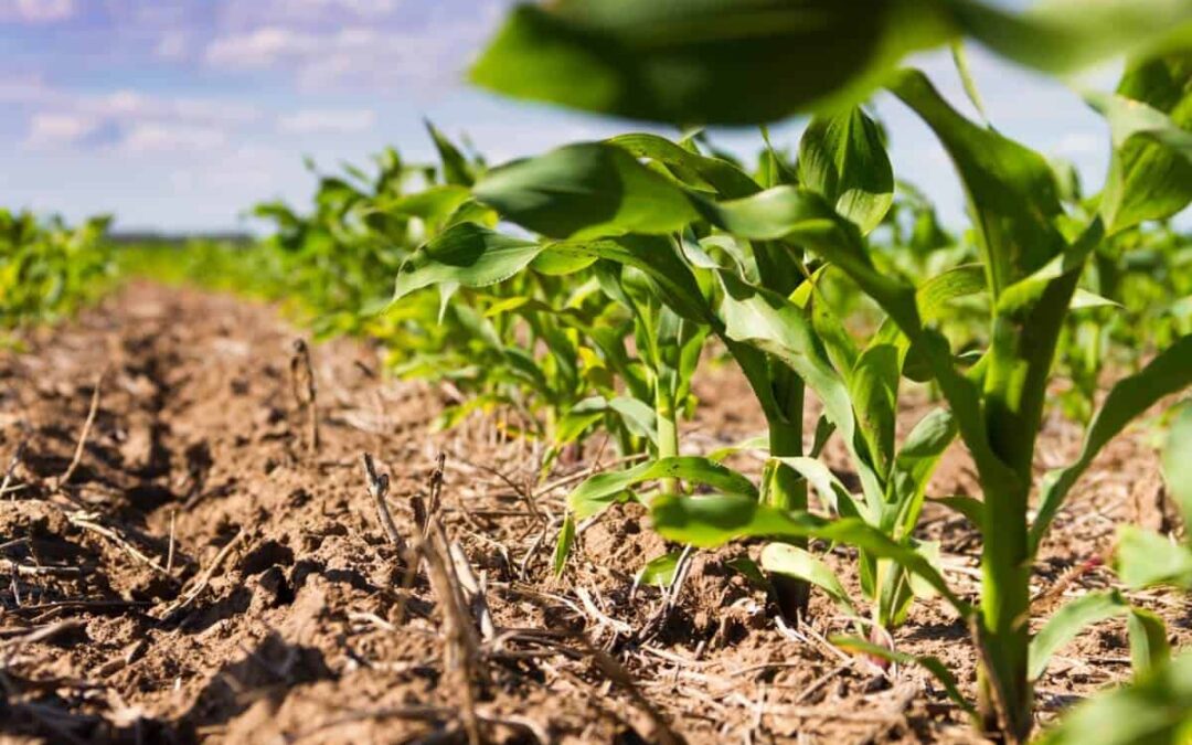 Plantio de milho 2ª safra chega a 72,5%