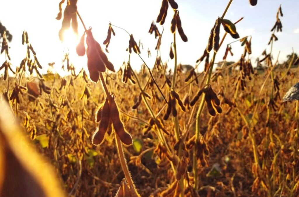 Fevereiro consolida perdas na produção de soja da Argentina