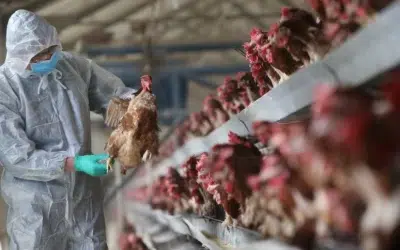 Gripe aviária: embargo do Japão será regionalizado por cidade