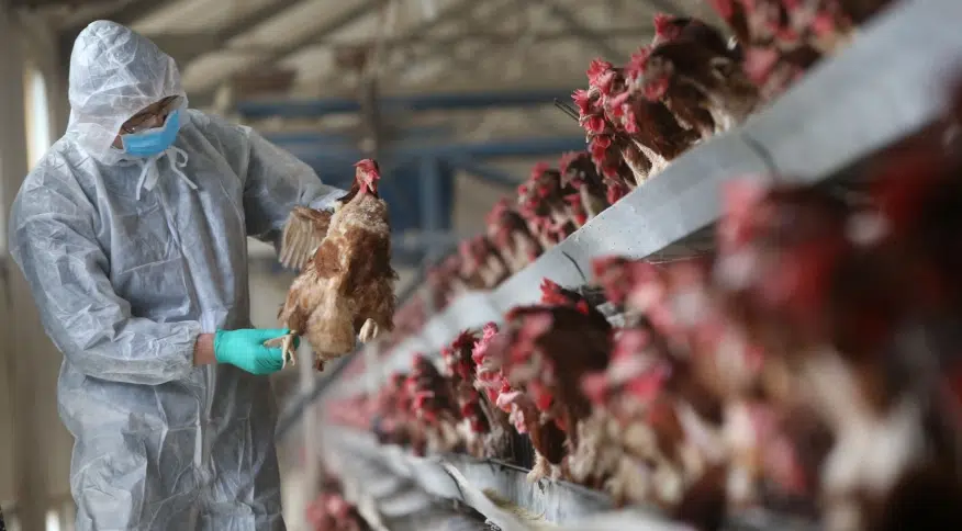 Gripe aviária: embargo do Japão será regionalizado por cidade