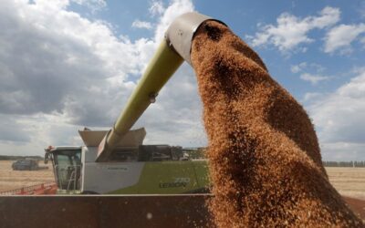 Brasil deve aumentar em 5,1% área de plantio de trigo