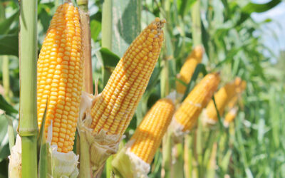 Preços do milho permanecem altos