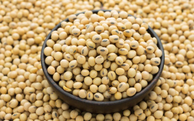 Brasil atinge recorde de exportação da soja em março