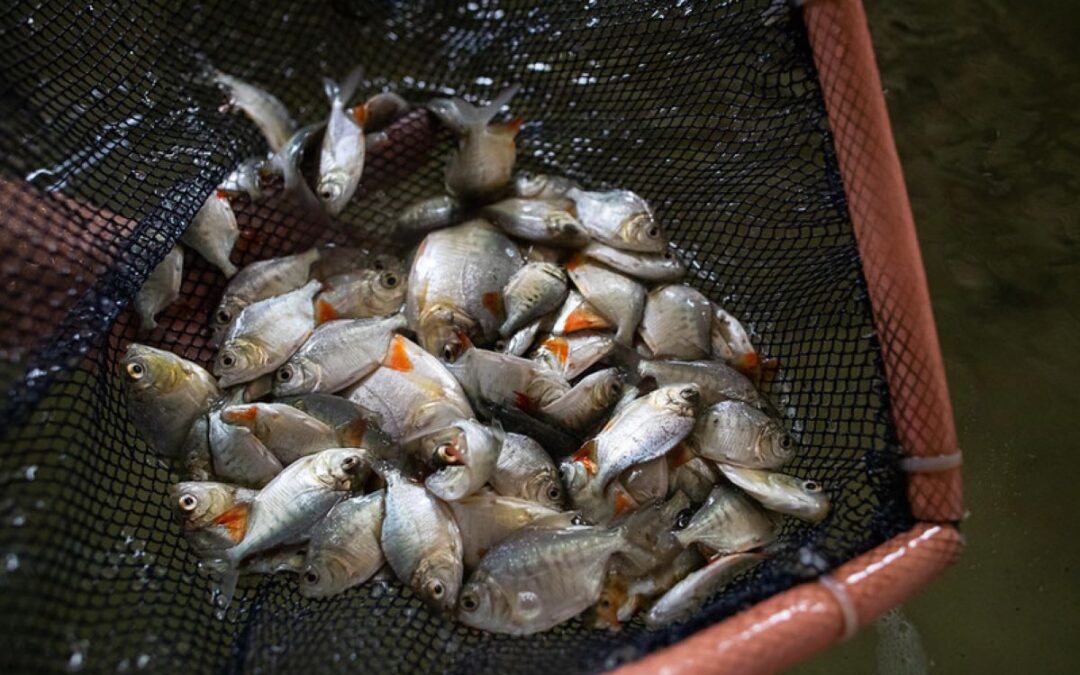 Receita de exportações de peixes bate recorde