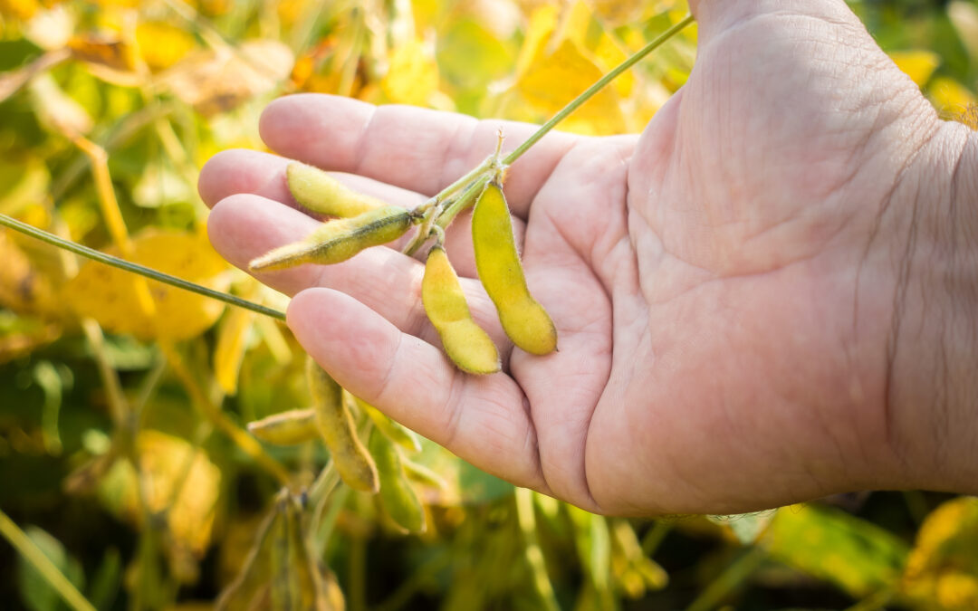 Mapa divulga os períodos do vazio sanitário da soja para 2023