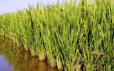 Projeções apontam queda na safra de arroz no RS