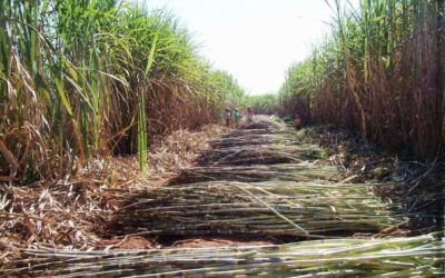 Cana-de-açúcar ajuda na remoção de carbono da atmosfera no Brasil