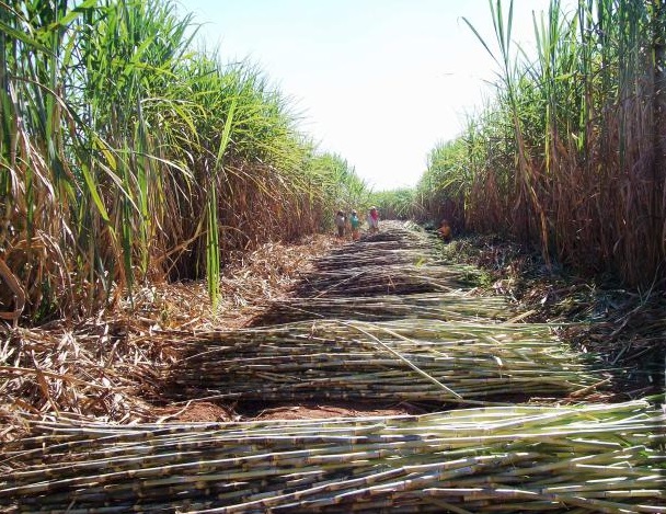 Cana-de-açúcar ajuda na remoção de carbono da atmosfera no Brasil