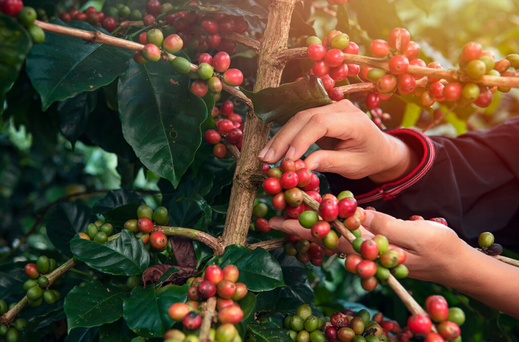 CAFÉ: Início de colheita com negociações pontuais
