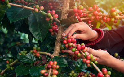 CAFÉ: Início de colheita com negociações pontuais