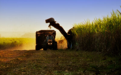 Produção de cana-de-açúcar está em risco devido ao El Niño