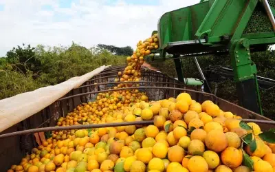 Safra de laranja é encerrada com mais de 314 milhões de caixas