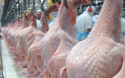 Exportações de carne de frango crescem em março/2023
