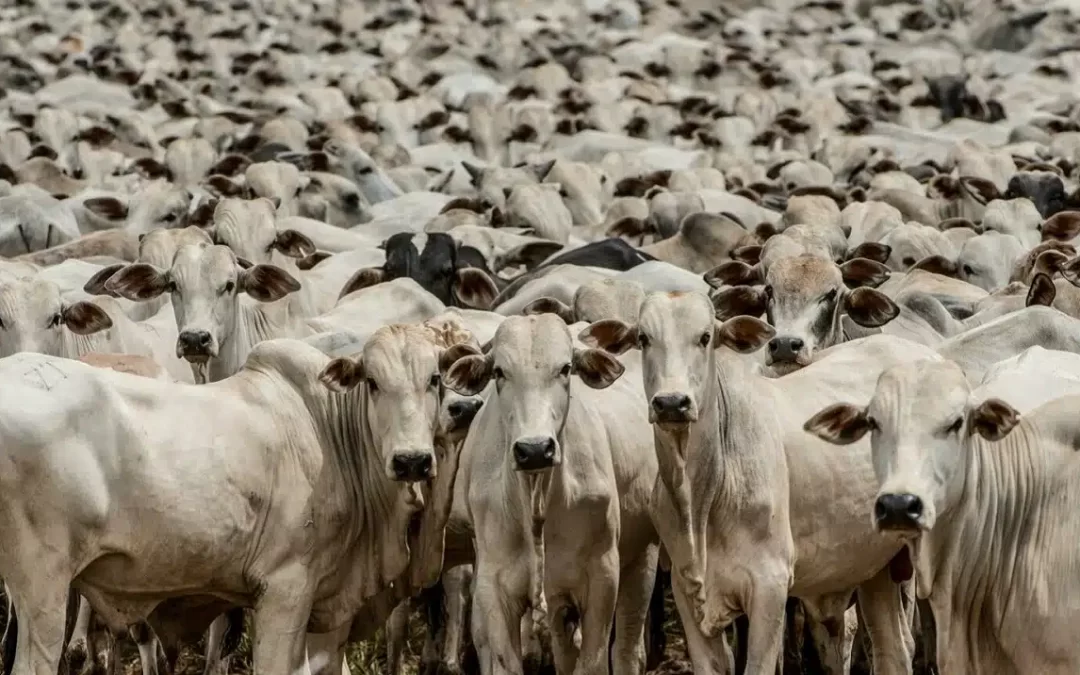 Sistema de rastreamento para a pecuária brasileira