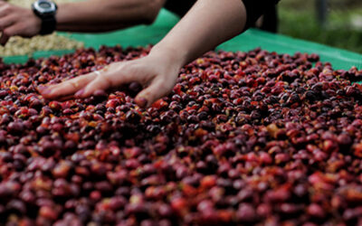 Câmara: deputados lançam Frente Parlamentar do Café em Brasília