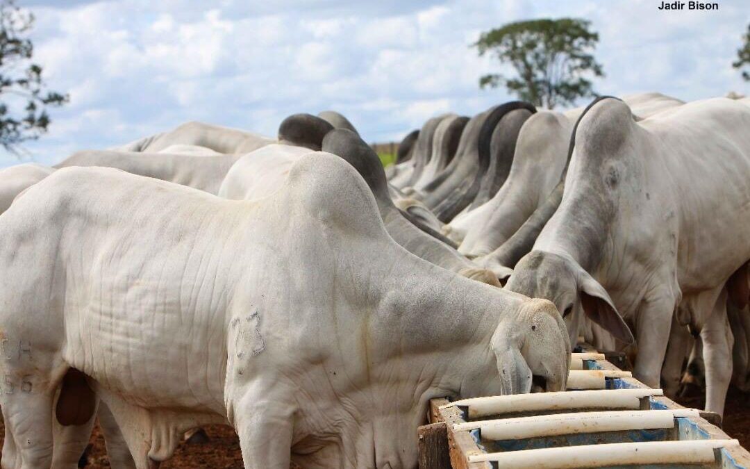 Boi Gordo: frigoríficos pressionam mercado após turbulência
