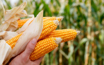 Milho: Cepea aponta indicadores em queda nas últimas semanas