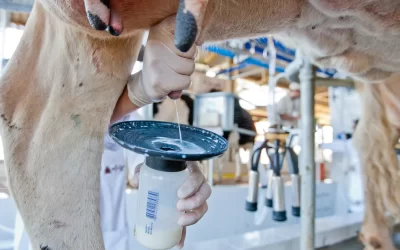 LEITE: Importações registram alta de 43%