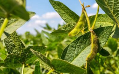 Uso de biofertilizantes deve crescer 20%