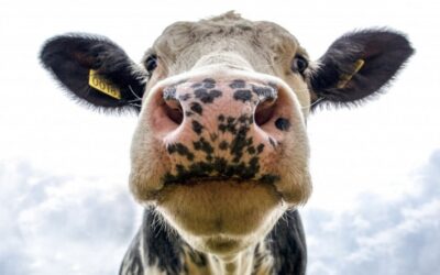 EUA registra caso atípico de mal da vaca louca