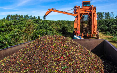 Produção de café no Brasil em 2024: Queda nas estimativas