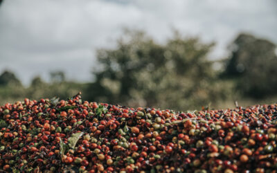 Colheita de café arábica ganha força nas principais regiões produtoras do Brasil