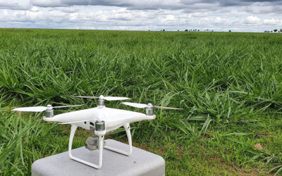 Drones garantem 66% de acurácia no monitoramento de pastagens