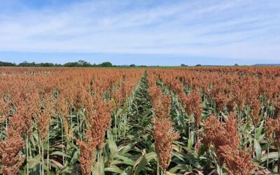 Novas cultivares de sorgo e de milho com elevado potencial produtivo chegam ao mercado  