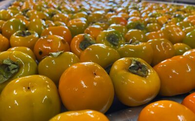 Os desafios da agroindústria brasileira para a fruticultura