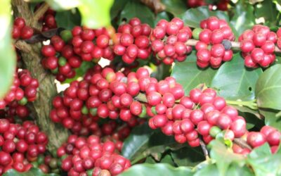 Safra 2023: café brasileiro prevê queda de 9,22% no faturamento