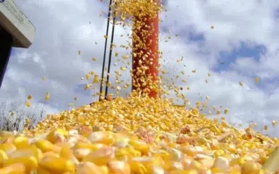 Safra de grãos: avanço no plantio e colheita de milho 2024/25