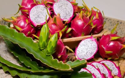 Cientistas desenvolvem cultivares de pitaya geneticamente superiores 