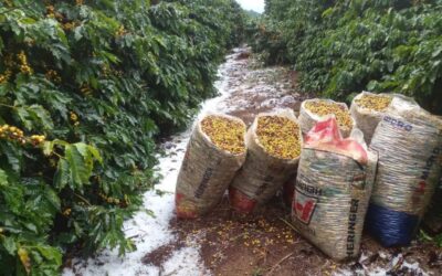 Maio começa com chuvas de granizo em regiões cafeeiras