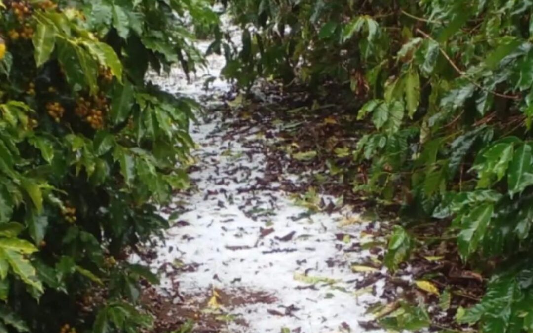 Como ficam as lavouras após granizo em MG?
