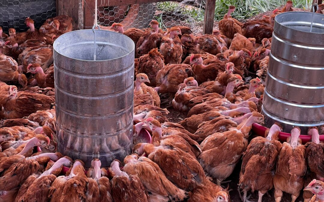 Gripe aviária: quais os impactos para a carne de frango brasileira?
